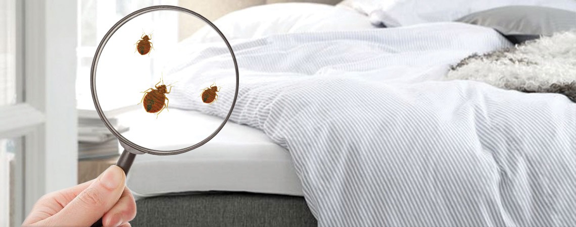 Bed Bug Mattress - Pest Control