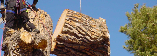 Stump removal Melbourne