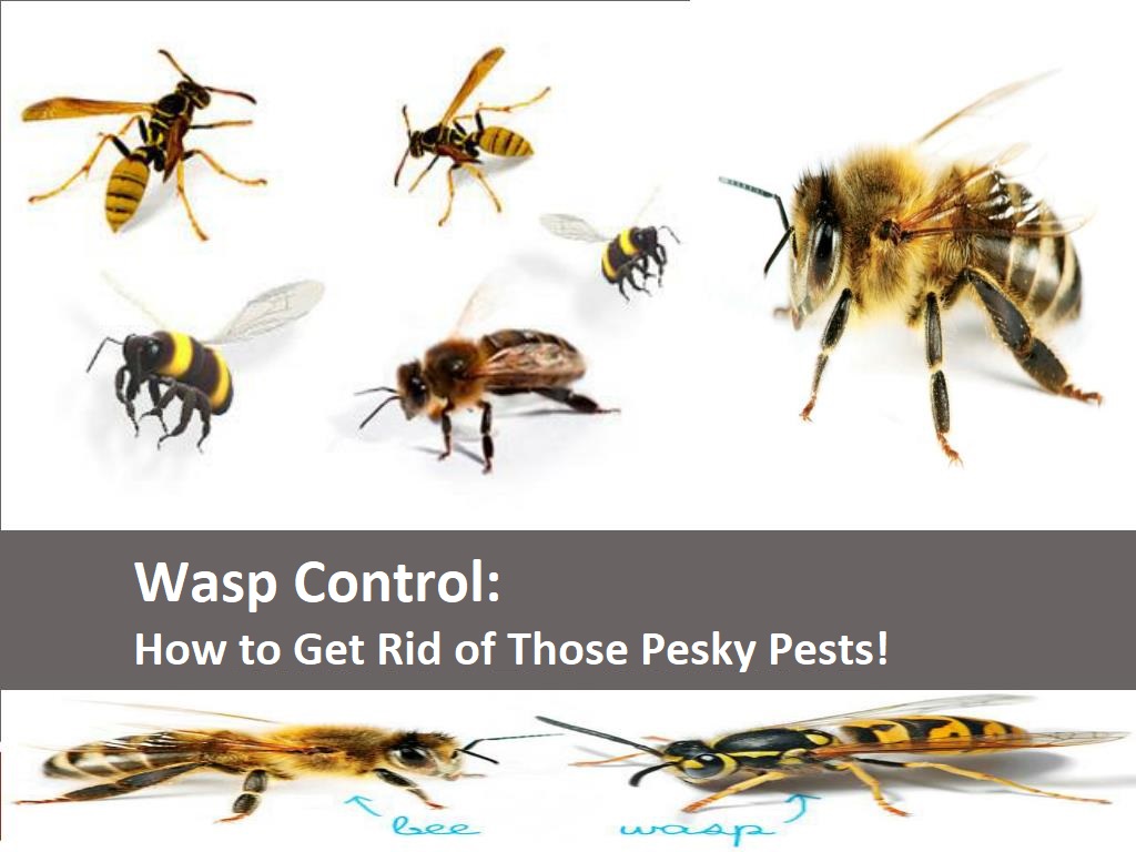 Wasp Control How to Get Rid of Those Pesky Pests